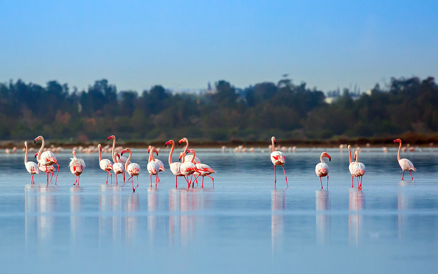 Slano jezero u Larnaki - Moj Kipar