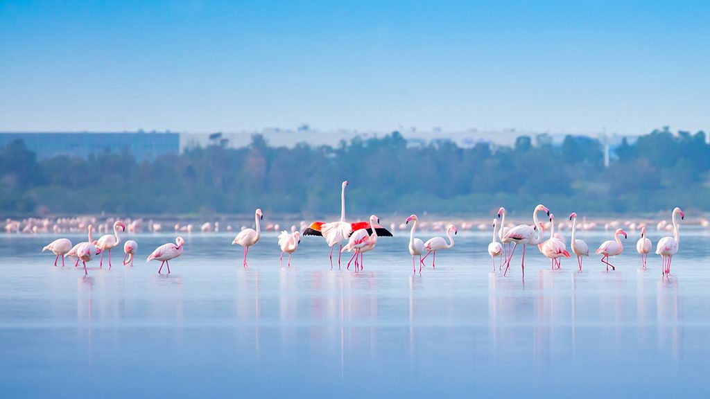 Slano jezero Larnaka Kipar