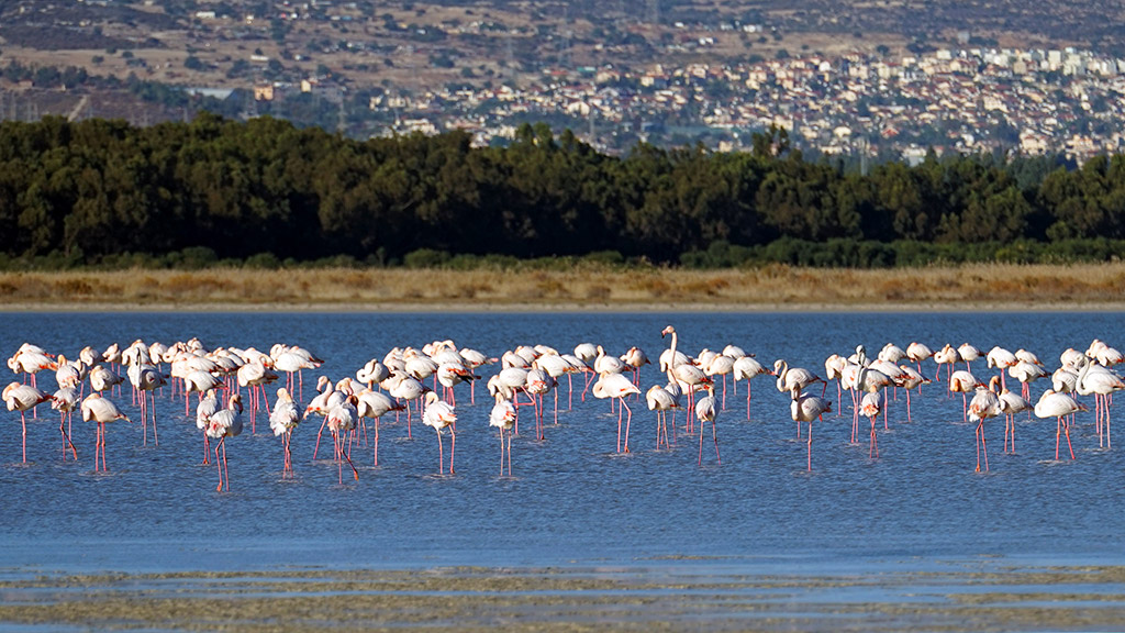 Jezero Akrotiri Limasol Kipar