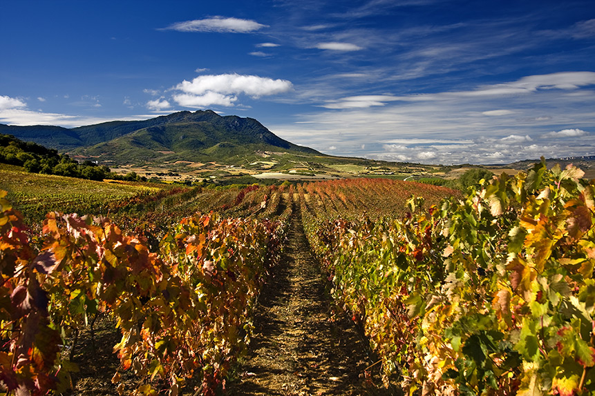 Vinogradarstvo na Kipru