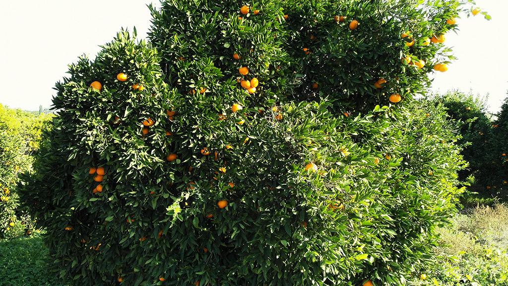 Narandze pomorandze Kipar
