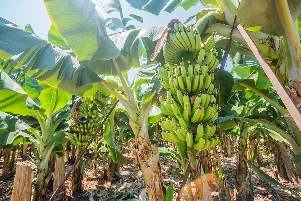 Banane Pafos Kipar
