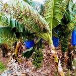 Banane Pafos Kipar