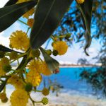 Makronissos Aja Napa Kipar