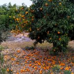 Narandze Pafos Kipar