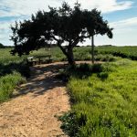Juniper Tree Aja Napa Kipar