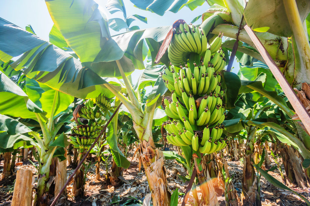 Banane na Kipru