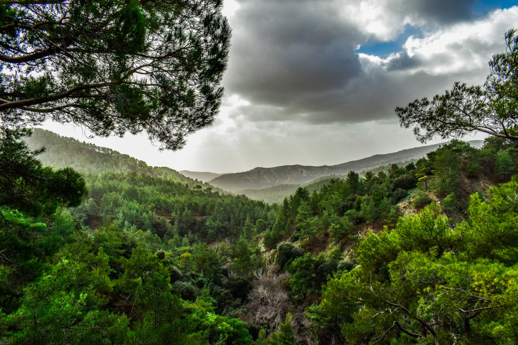 Platres, Kipar